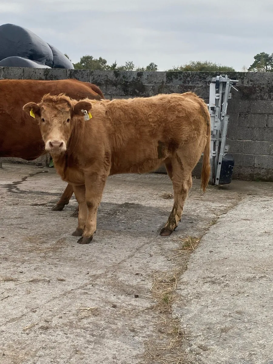 5 star Cow and heifer calf - Image 4