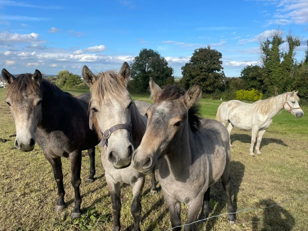 Connemara Horses x 3