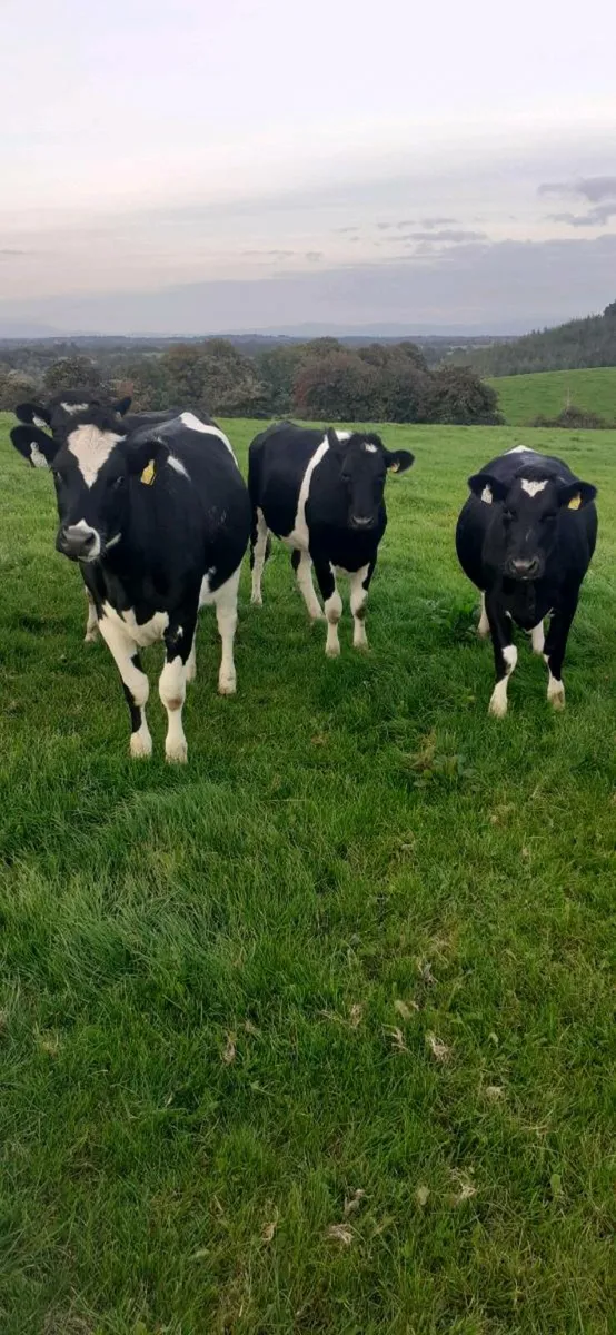 30 Incalf spring calving hfrs - Image 3