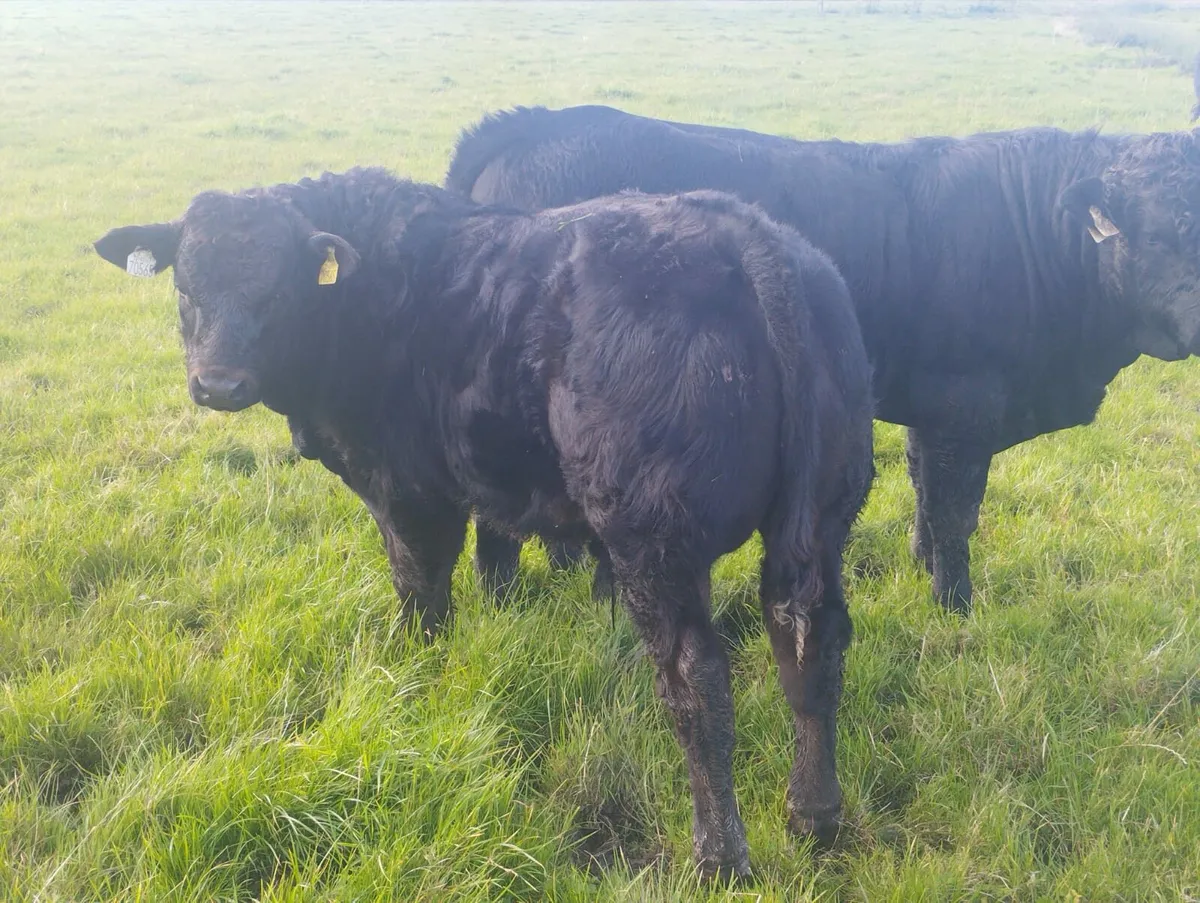 Weanling & breeding Heifer sale - Image 1