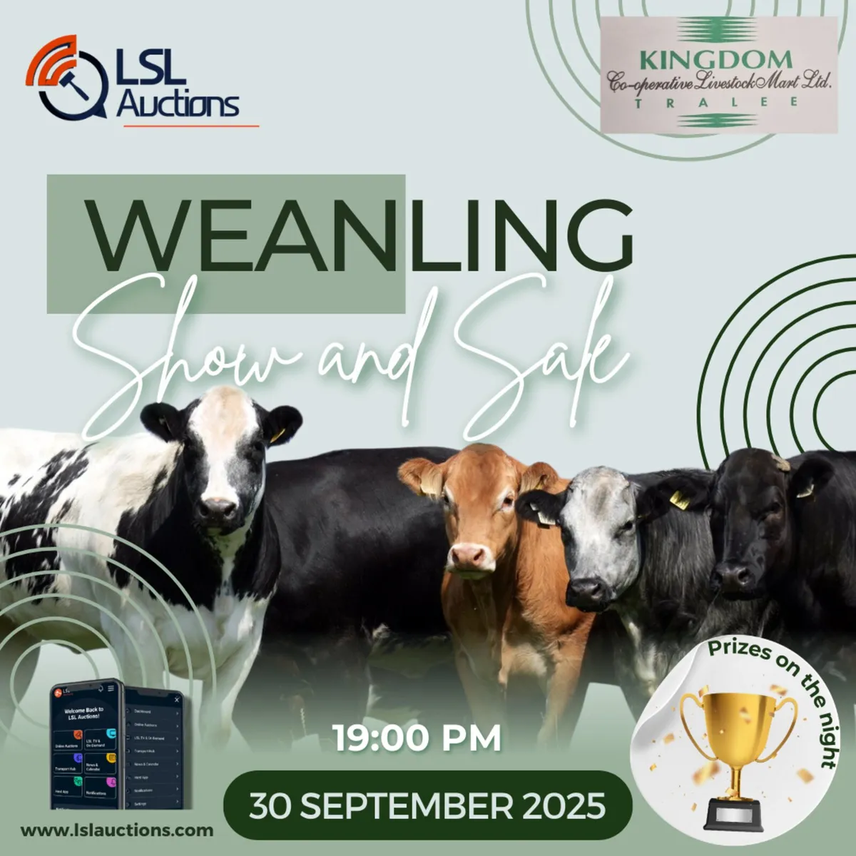Weanling & breeding Heifer sale - Image 2