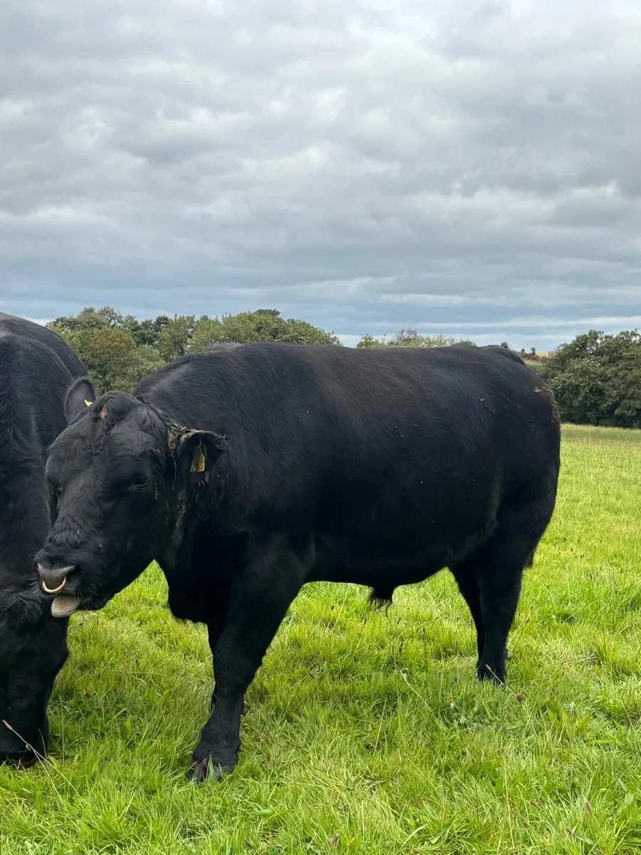 AA Bull - Image 1