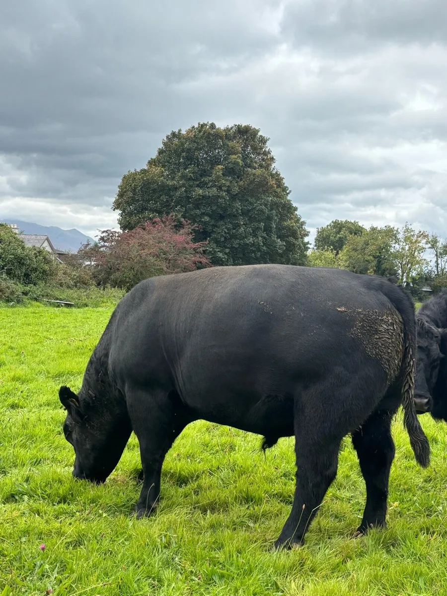 AA Bull - Image 2