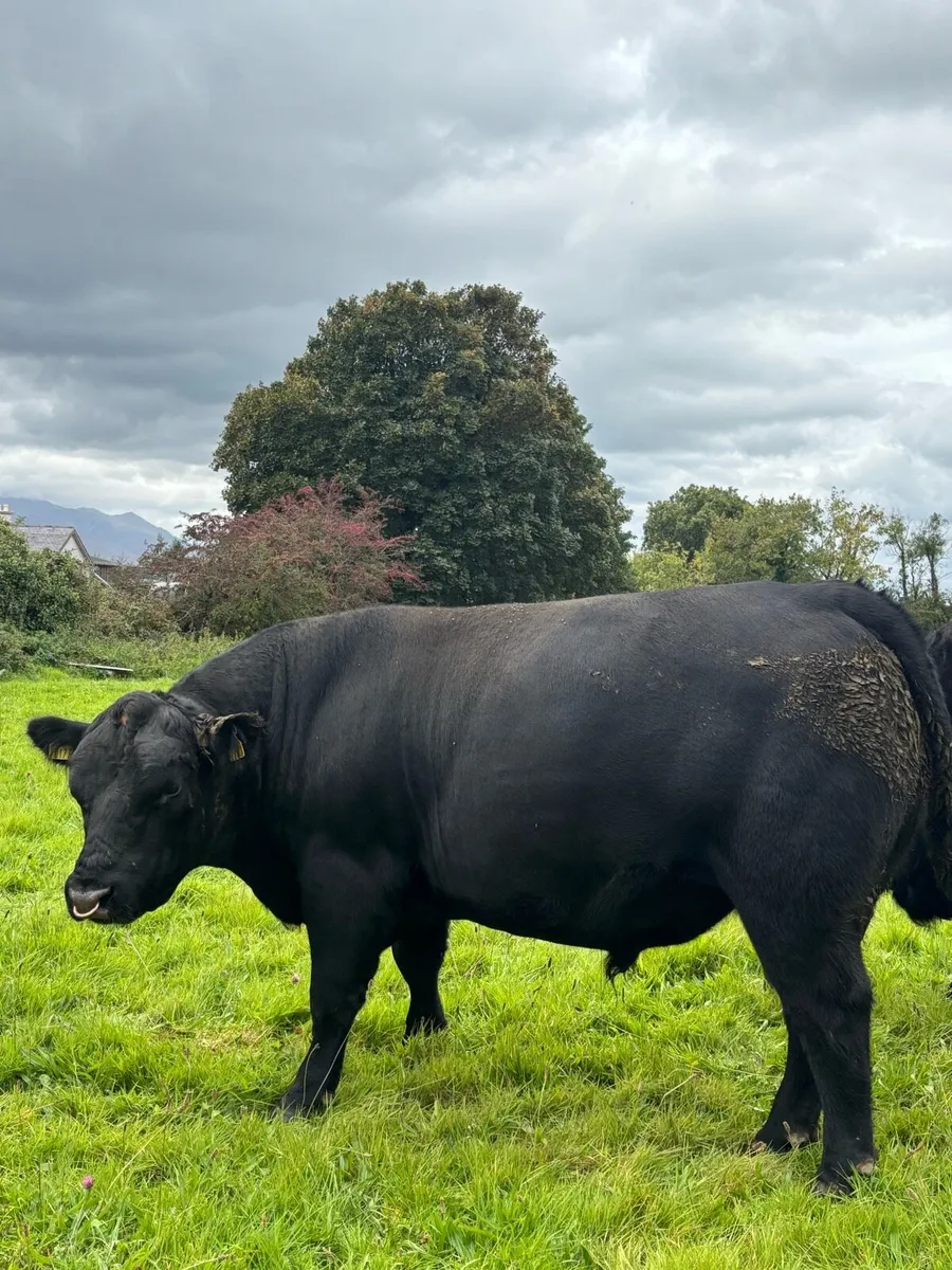 AA Bull - Image 3
