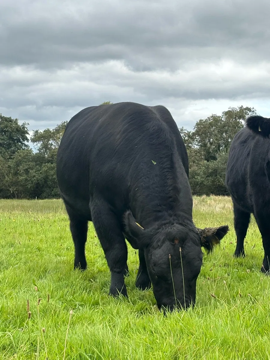 AA Bull - Image 4
