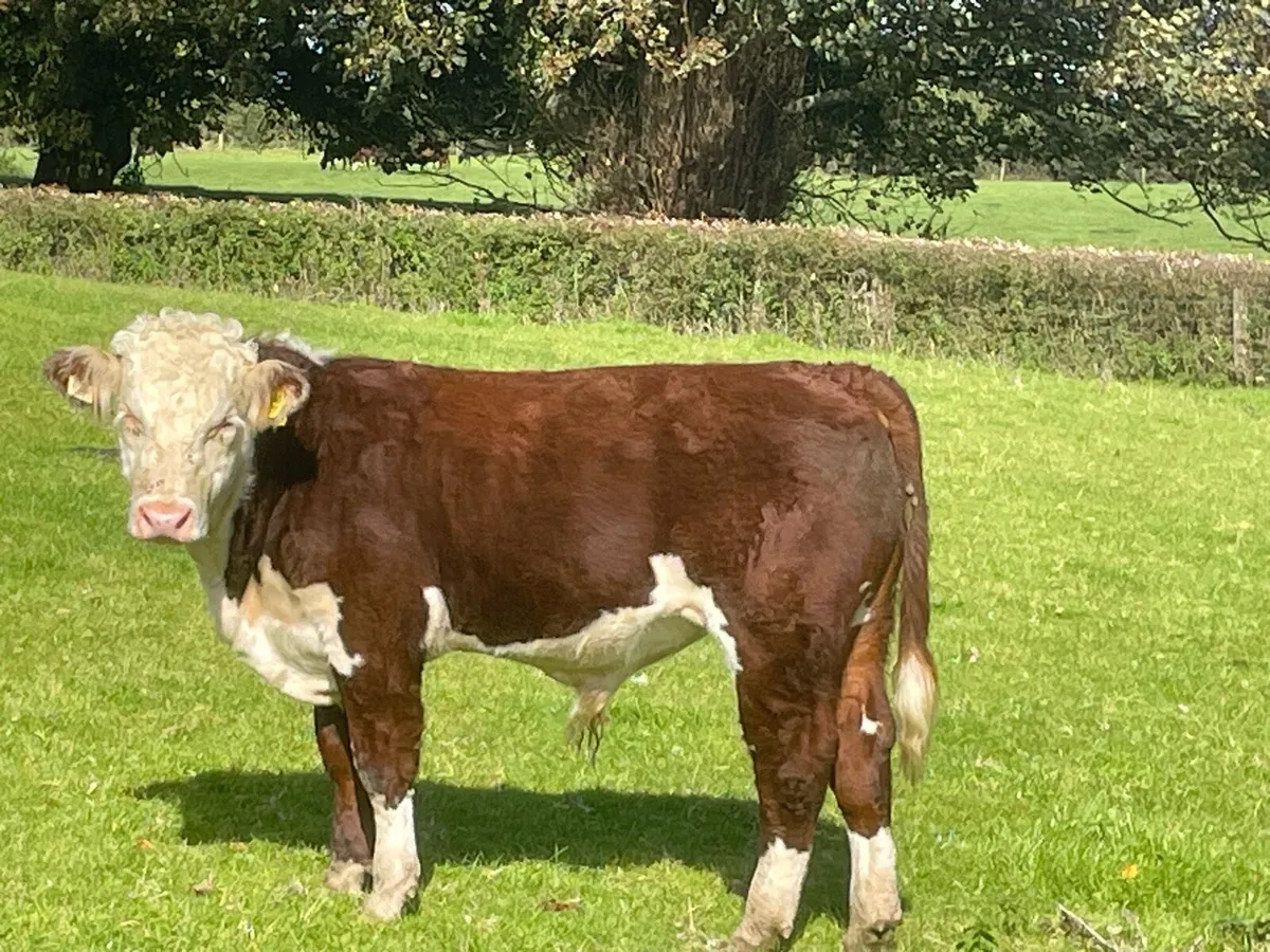 Pedigree Hereford bull - Image 2