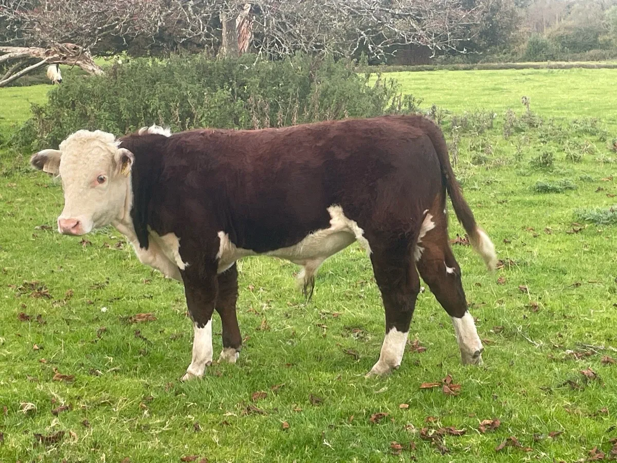 Pedigree Hereford bull - Image 1