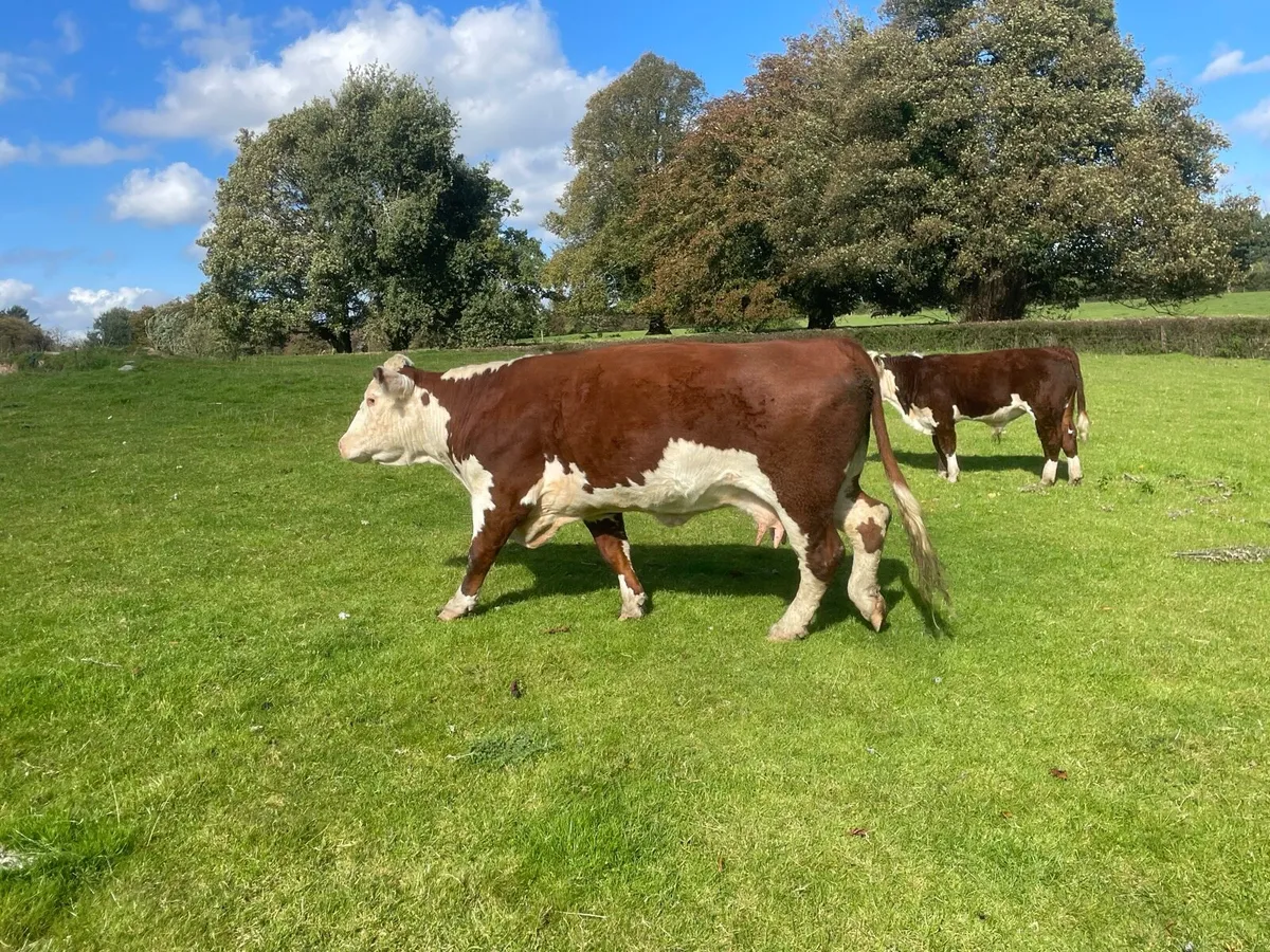 Pedigree Hereford bull - Image 3