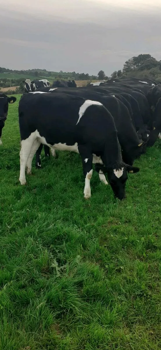 30 Incalf spring calving hfrs - Image 2