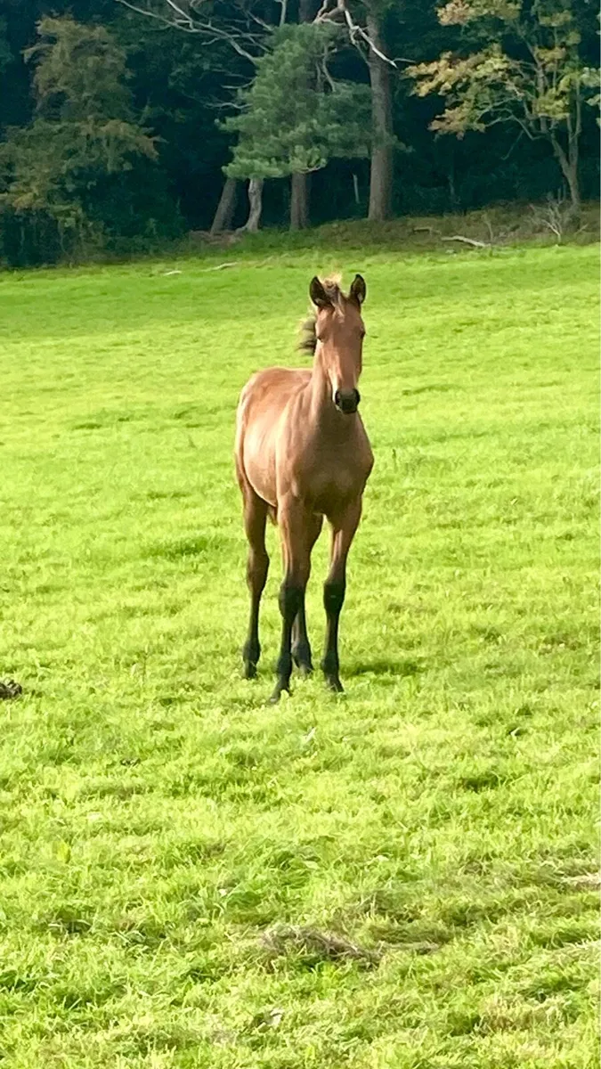 OBOS Quality Colt Foal - Image 2