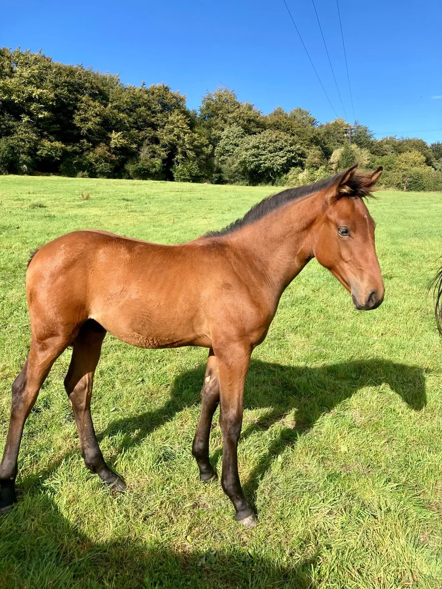 OBOS Quality Colt Foal - Image 3