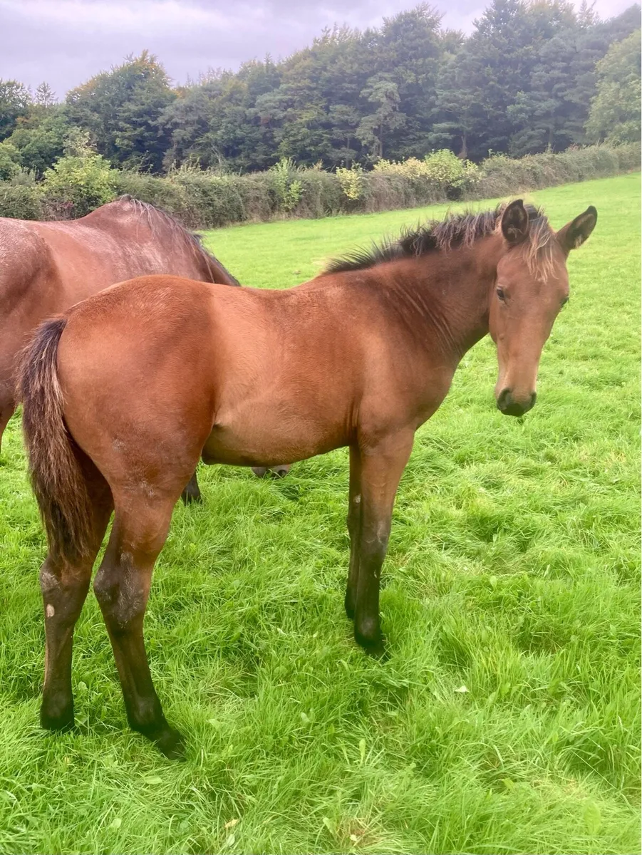 OBOS Quality Colt Foal - Image 4