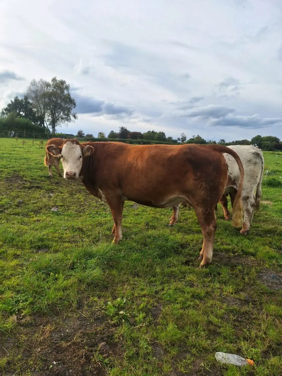 Springer and maiden heifer for balinasloe  mart to - Image 1