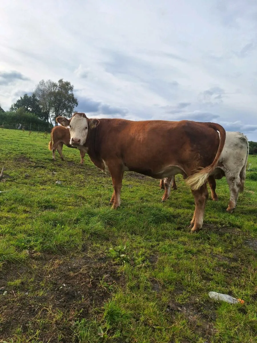 Springer and maiden heifer for balinasloe  mart to - Image 2