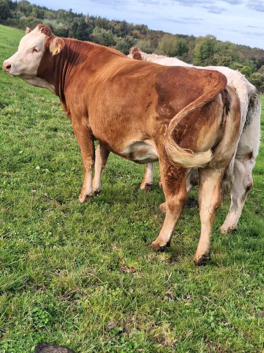 Springer and maiden heifer for balinasloe  mart to - Image 3