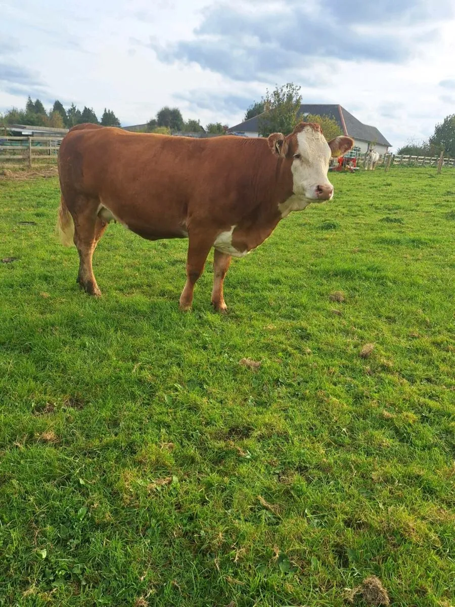 Springer and maiden heifer for balinasloe  mart to - Image 4
