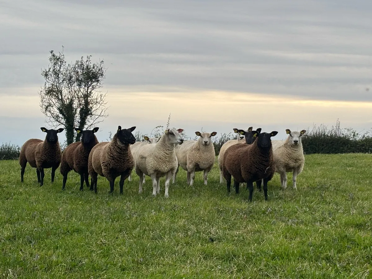 Sheep - Image 1