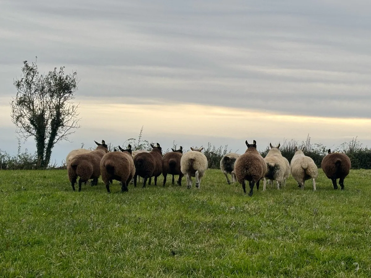 Sheep - Image 2