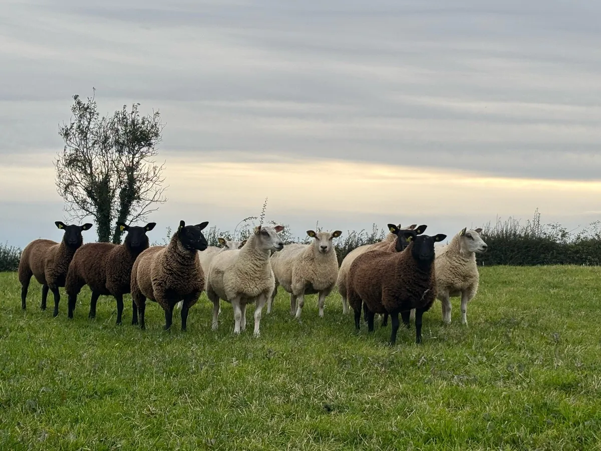 Sheep - Image 4