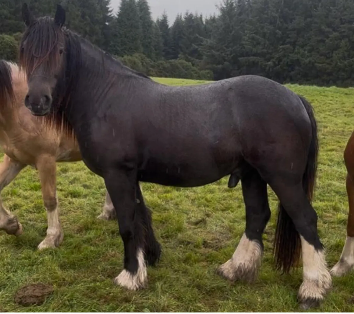 Quality 2yr old cob gelding - Image 1