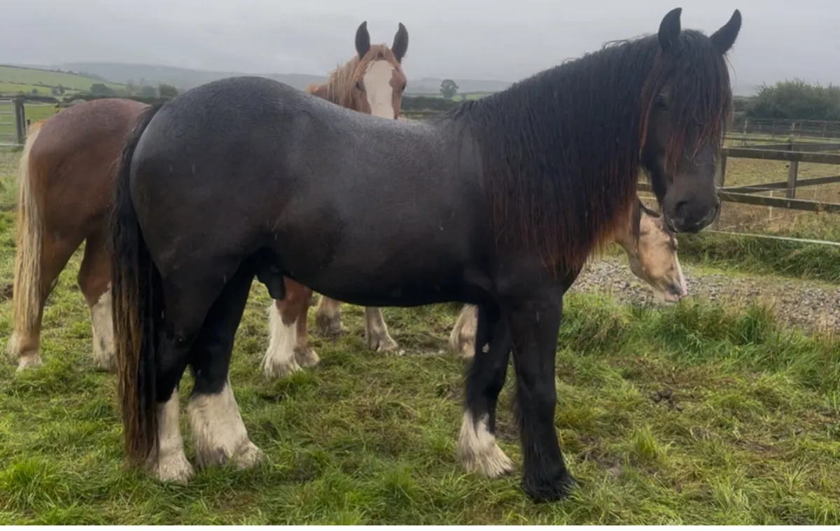 Quality 2yr old cob gelding - Image 2
