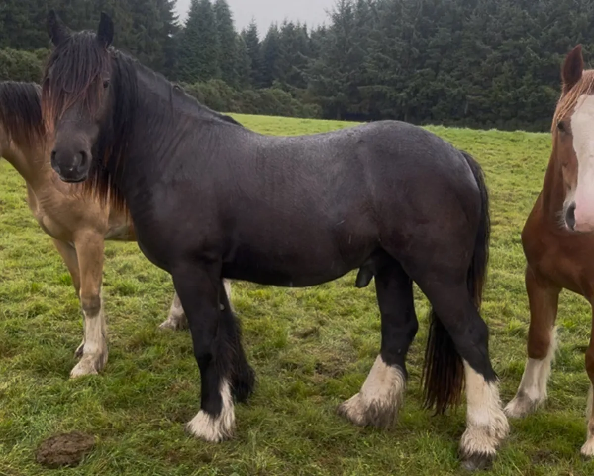 Quality 2yr old cob gelding - Image 3