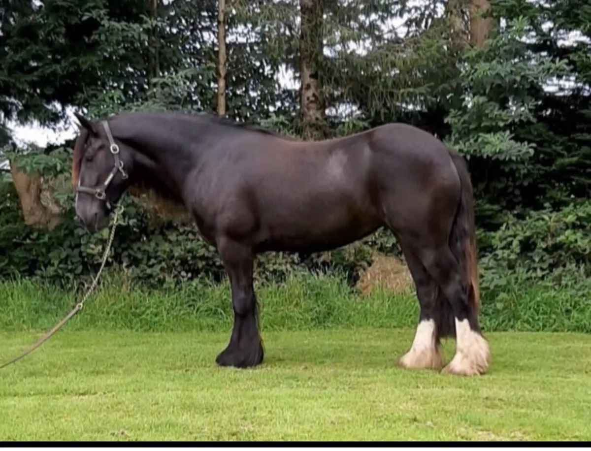 Quality 2yr old cob gelding - Image 4