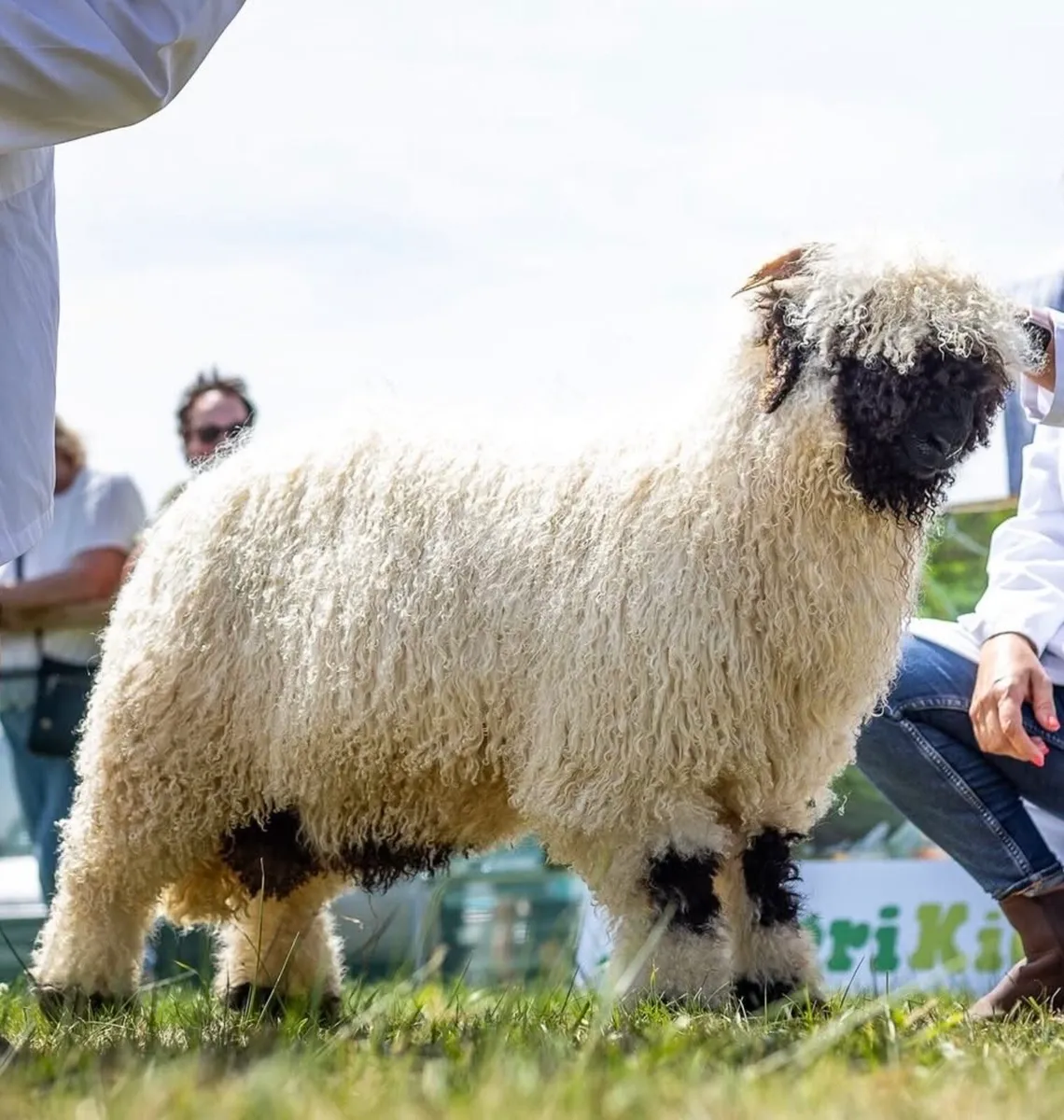 Valais Blacknose Ram Lamb