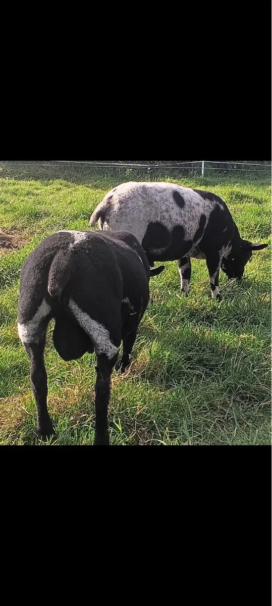 Dutch spotted ram lambs