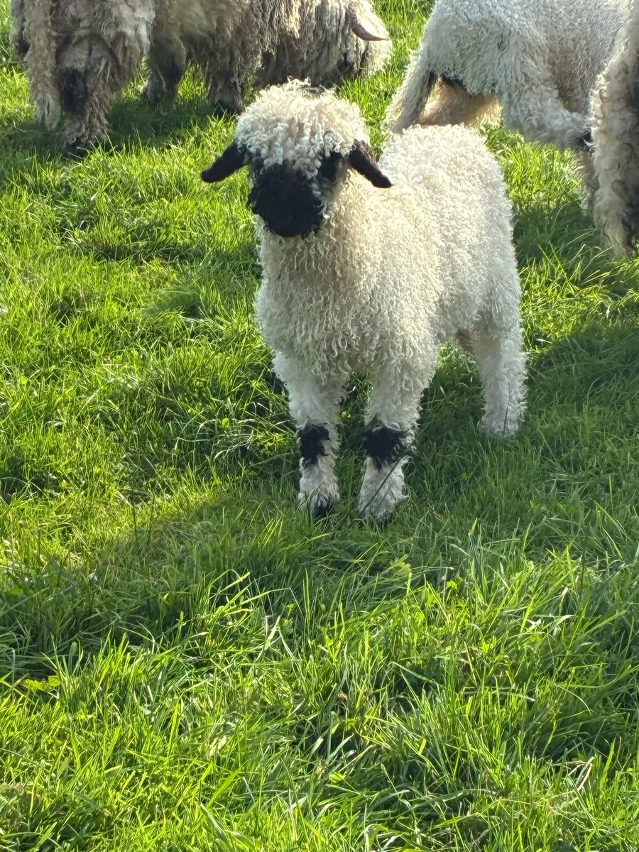 Swiss Valais Blacknose - Image 1