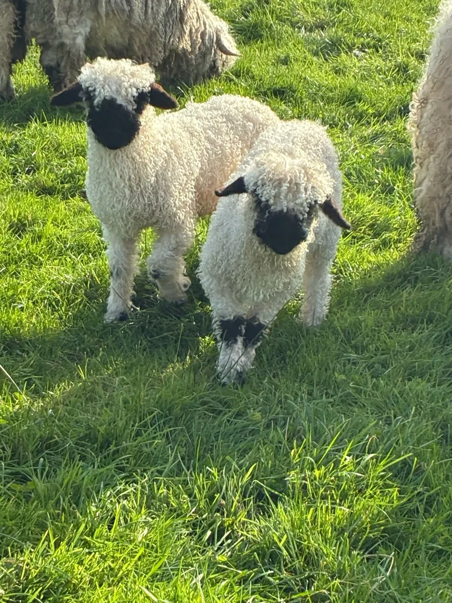 Swiss Valais Blacknose - Image 2