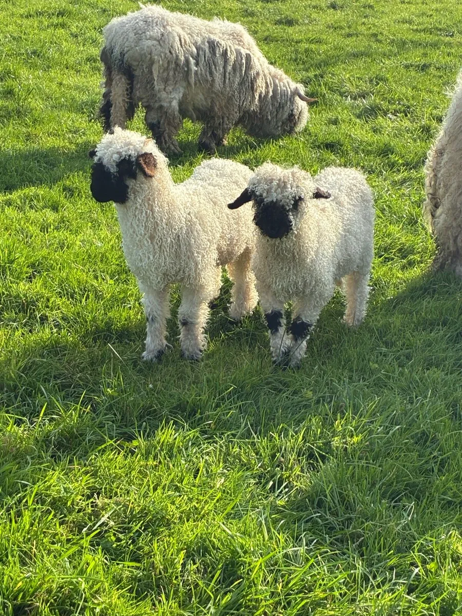 Swiss Valais Blacknose - Image 3