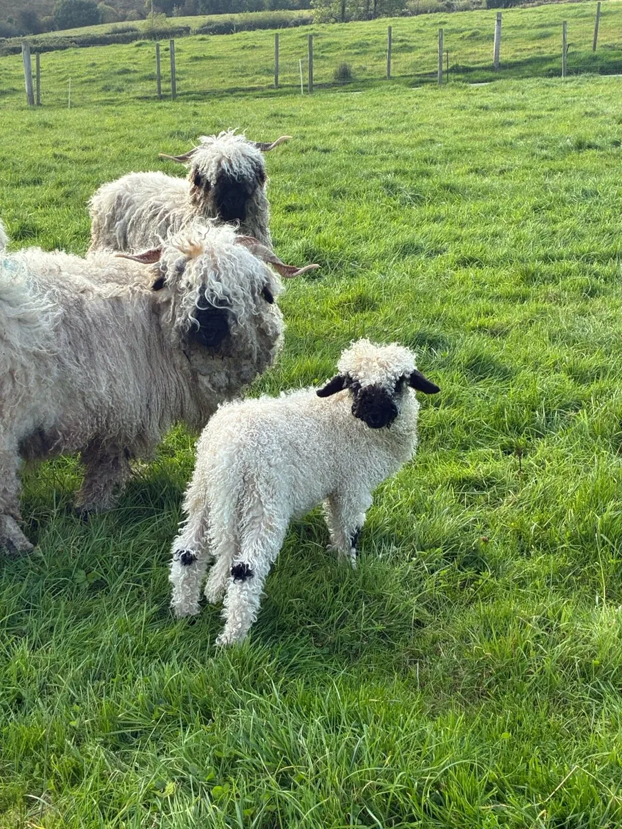 Swiss Valais Blacknose - Image 4