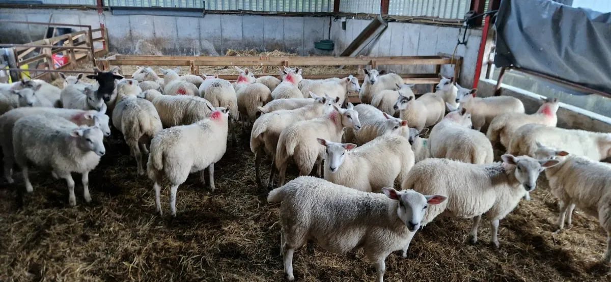 Sheep - Image 2