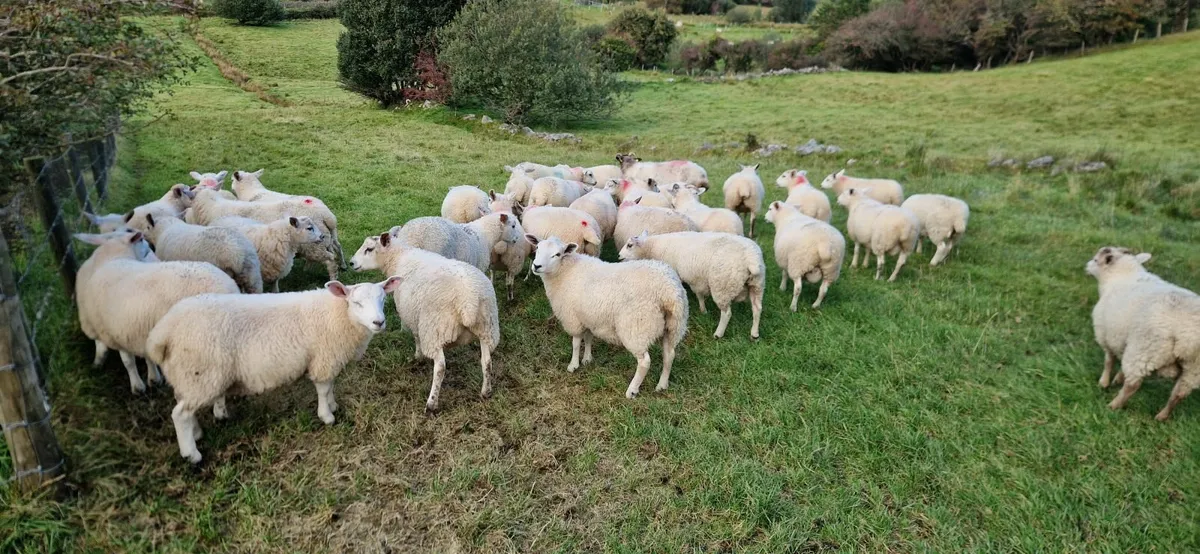 Sheep - Image 3