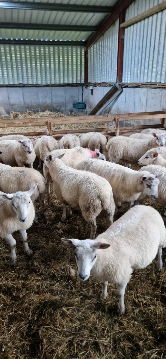 Sheep - Image 4