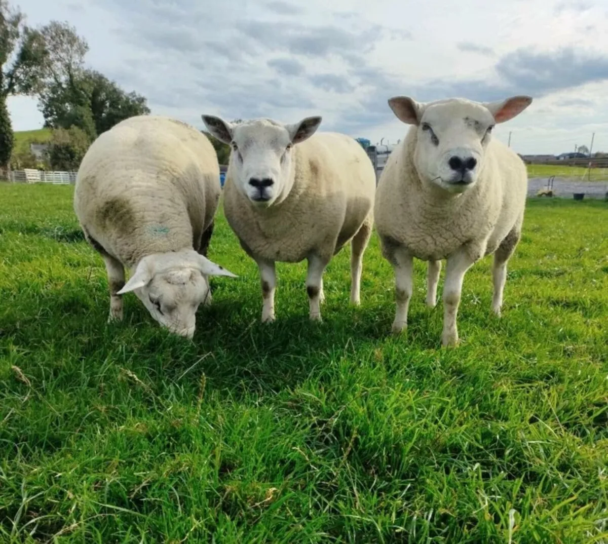 Texel Hogget Rams - Image 1