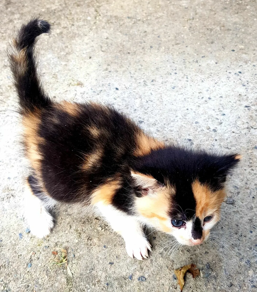 Cat - Image 1
