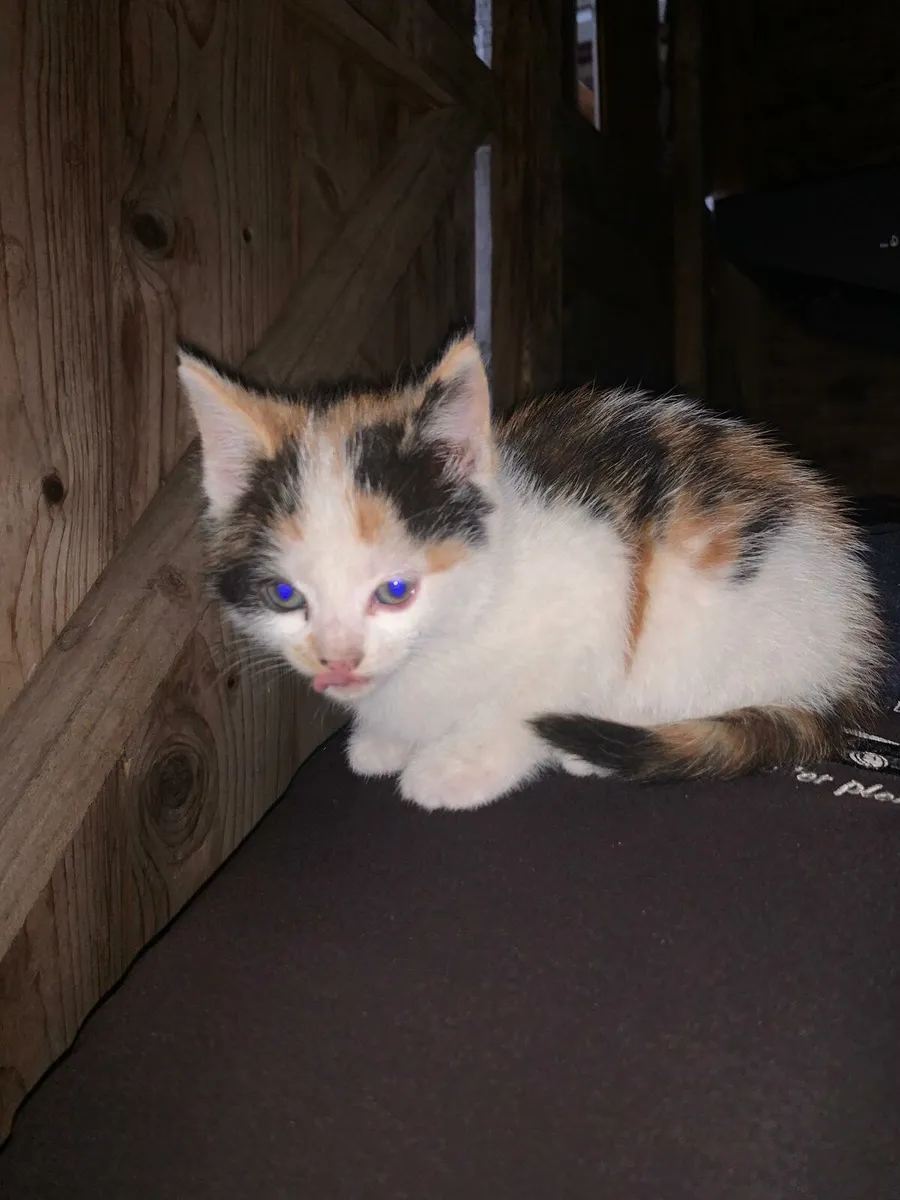 Kittens - Image 1