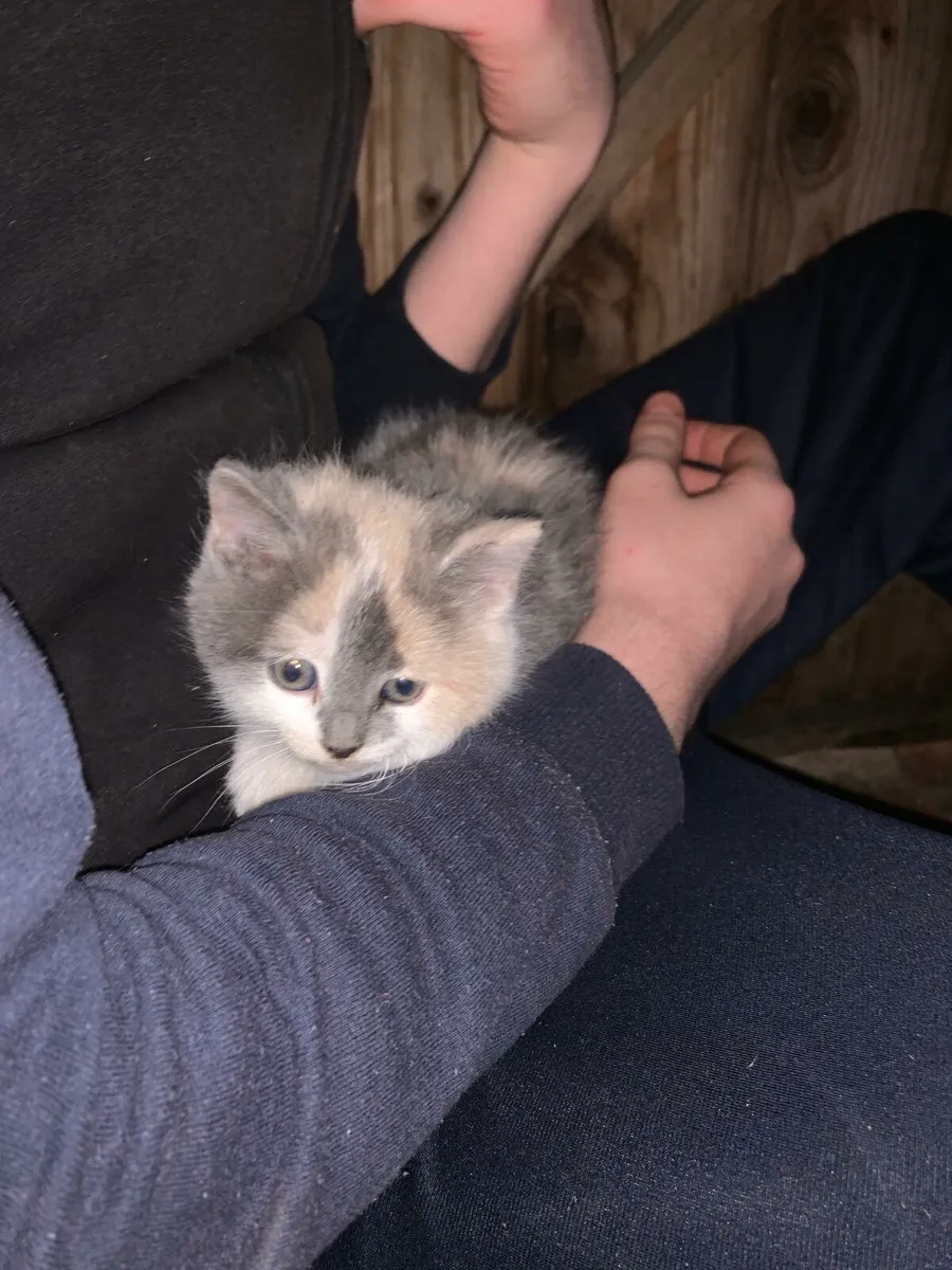 Kittens - Image 2