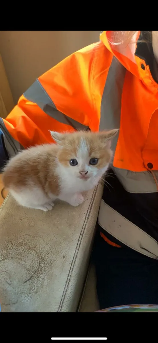 Kittens - Image 3