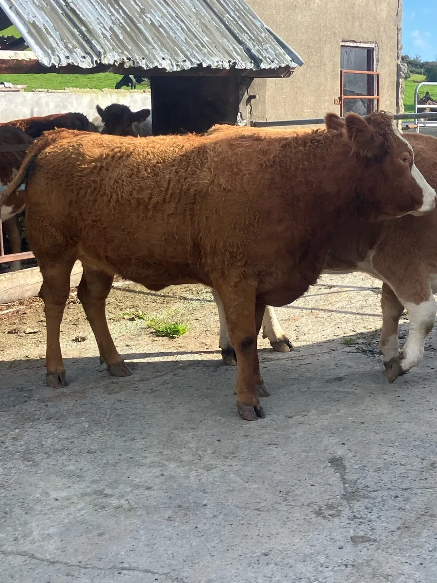 Incalf Heifers for sale - Image 1