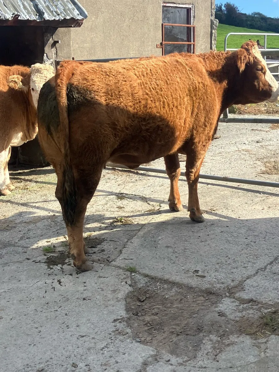 Incalf Heifers for sale - Image 3