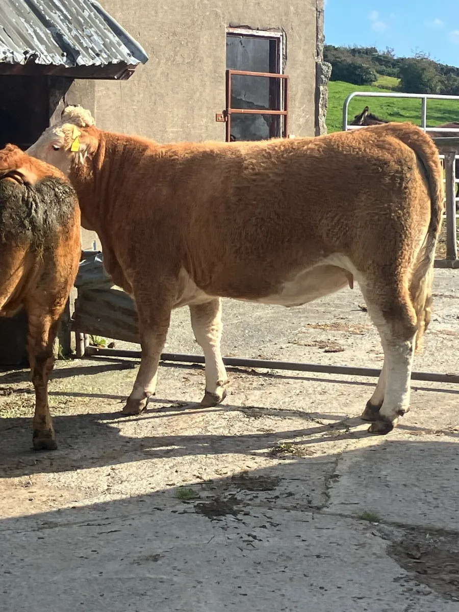 Incalf Heifers for sale - Image 4