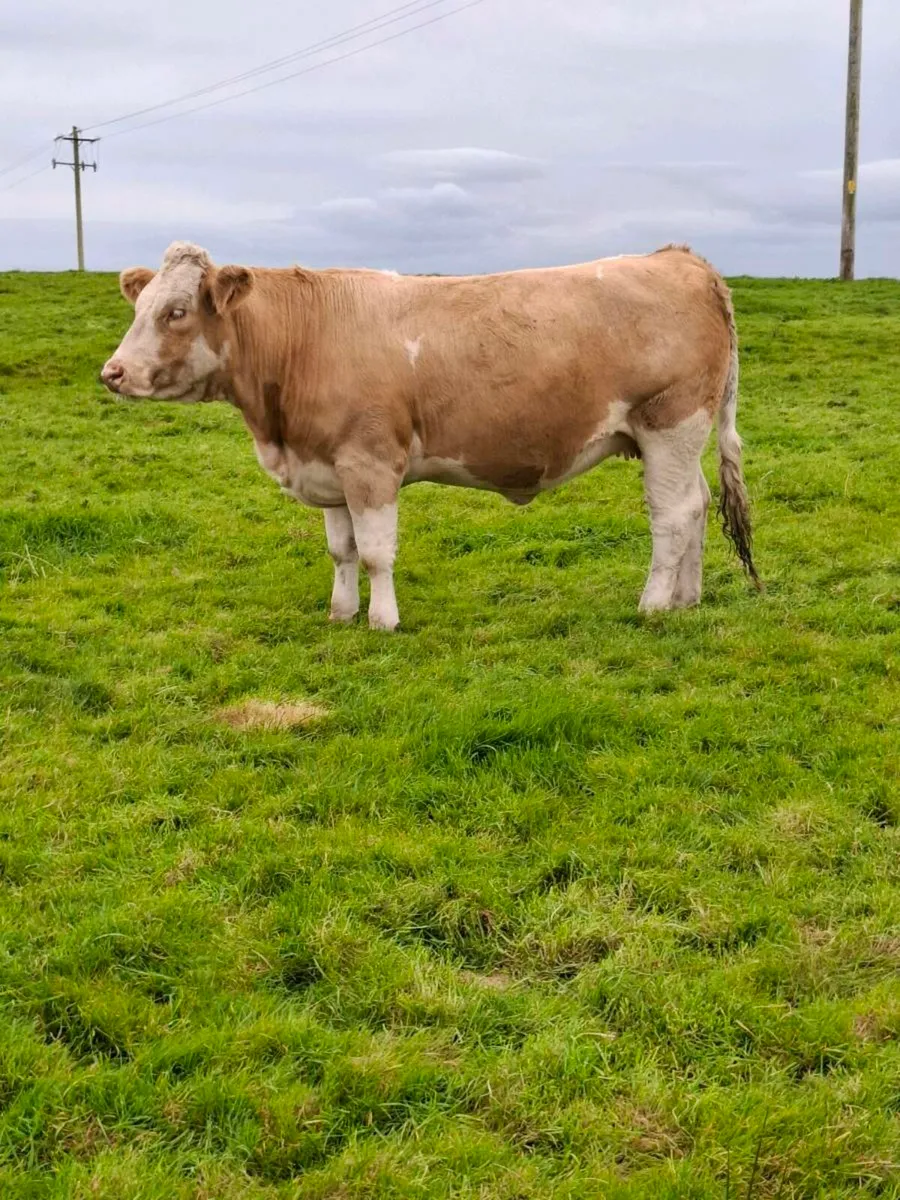 Incalf heifer - Image 1