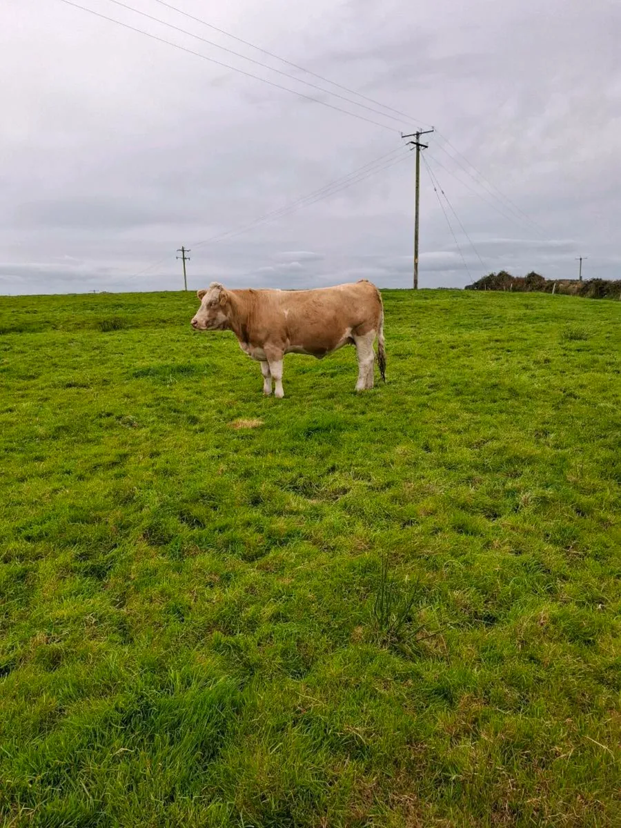 Incalf heifer - Image 3