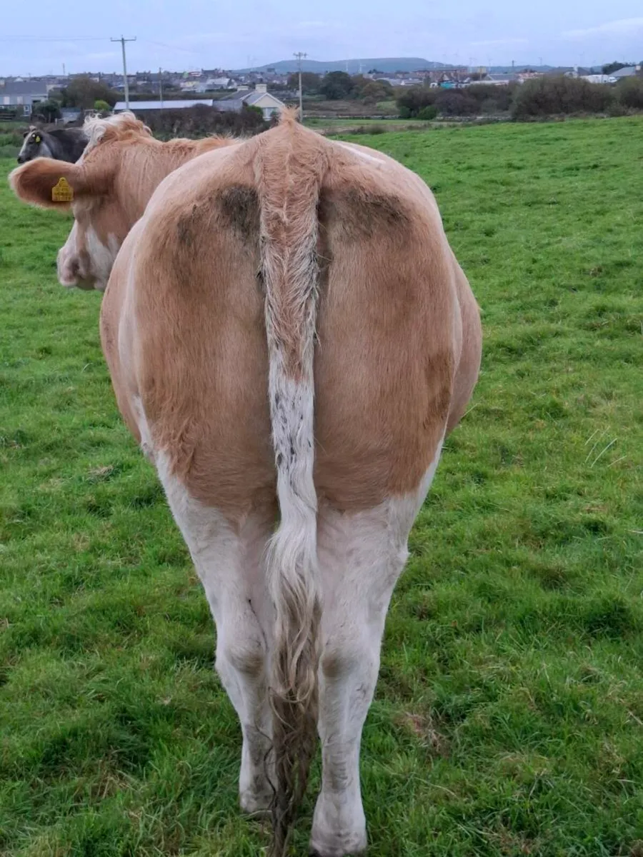 Incalf heifer - Image 4
