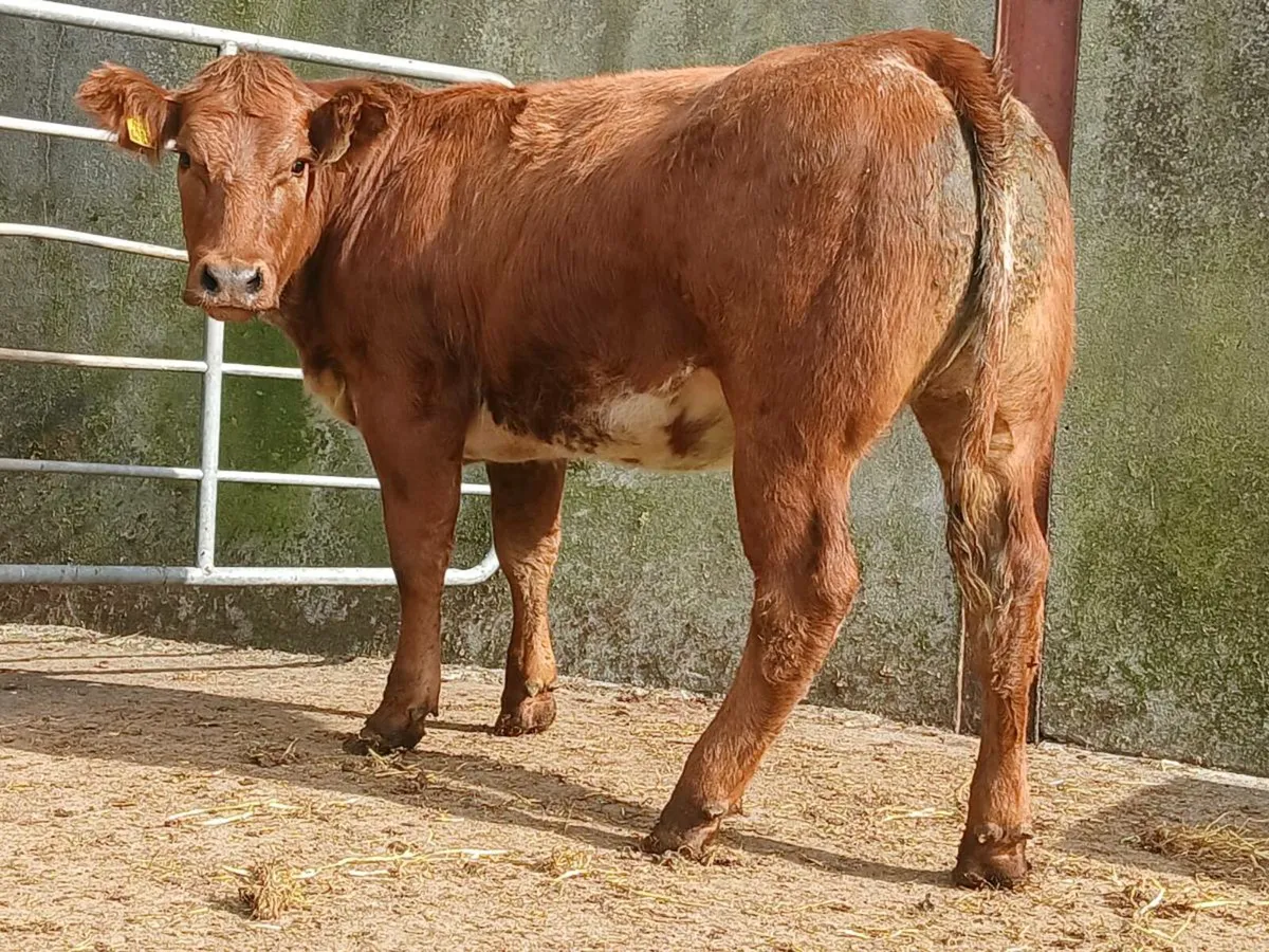 Super Roan Heifer - Image 2
