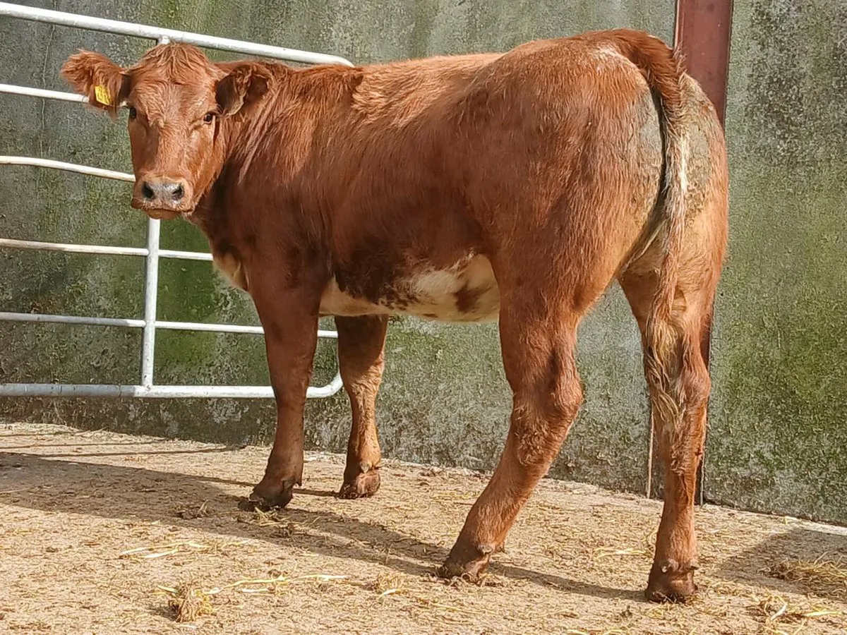 Super Roan Heifer - Image 3