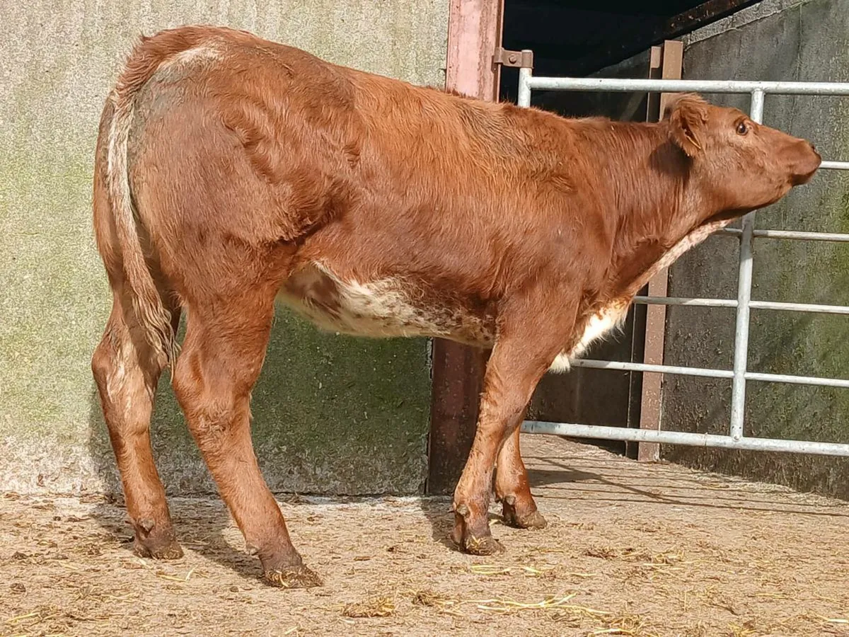 Super Roan Heifer - Image 4